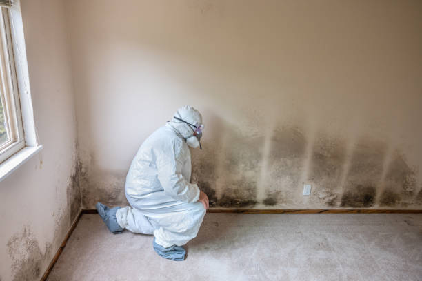 Trusted Greenbriar, VA Mold Remediation Experts