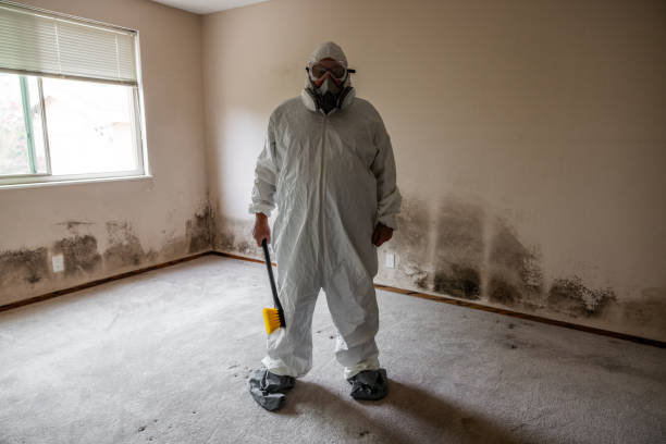 Best Basement Mold Remediation in Greenbriar, VA