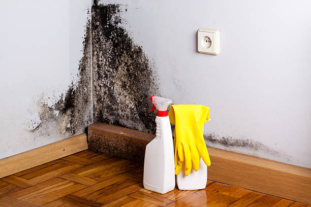 Best Kitchen Mold Remediation in Greenbriar, VA