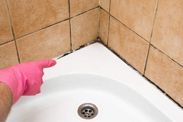 Best Attic Mold Remediation in Greenbriar, VA