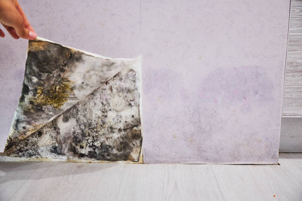 Best Commercial Mold Remediation in Greenbriar, VA